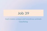 Animal classification based on Job 39