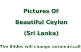 Beautiful  Ceylon (1)