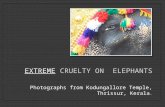 Elephant torturing in Temples, Kerala, India Part 2