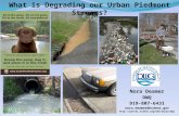 Nora Dreamer: What is Degrading our Urban Piedmont Streams?