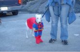 Dogs Costumes