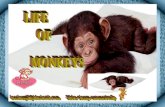 Life Of Monkeys 02