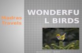 Wonderful Birds
