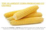 Top 10 Largest Corn Producing Countries