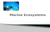 13   12 marine ecosystems