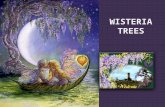 Wisteria trees