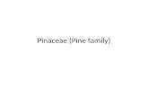 Pinaceae (pine family)