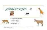 ¿SABÍAS QUE…2 Curiosidades sobre los animales Autor pictogramas: Sergio Palao Procedencia:  Licencia: CC (BY-NC-SA) Autora: Lola.