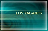 LOS YAGANES. Los yaganes o yámanas son indígenas nómades canoeros, recolectores marinos, que habitaron desde hace aproximadamente unos 6.000 años los.