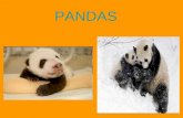 Pandas (Maddi)