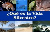 ¿Qué es la Vida Silvestre?. Vida Silvestre La vida silvestre esta conformada por la fauna y la flora continental e insular que vive en condiciones naturales.
