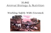 Working Safely With Livestock