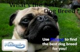 What's the Best Dog Breed?
