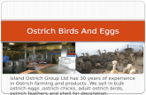 Buy Ostrich Birds and Eggs  at Affordable Price