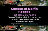 Conoce el Delfín Rosado 02 días / 01 noche Ven a Visitar el único lugar del mundo donde encontrarás delfines rosados e-mail y chat en línea: invtravelservice@hotmail.cominvtravelservice@hotmail.com.