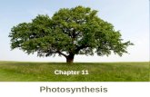 Final gs ch 09 photosynthesis