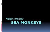 Nolan's Sea Monkeys Report