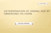 Determination age of animal with help of horns ppt