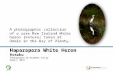 Rare New Zealand Haparapara White-heron (kotuku)