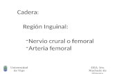 Universidad de Vigo DEA. Iris Machado de Oliveira Cadera: Región Inguinal: -Nervio crural o femoral -Arteria femoral.