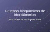 Pruebas bioquímicas de identificación Bioq. María de los Ángeles Sosa.