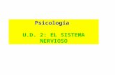 Psicología U.D. 2: EL SISTEMA NERVIOSO. Sistema Nervioso Sistema Nervioso Central Sistema Nervioso Periférico Cerebro Médula Espinal Sistema Nervioso