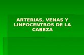 ARTERIAS, VENAS Y LINFOCENTROS DE LA CABEZA. ARTERIA CARÒTIDA COMÙN Cruza la cara ventrolateral de la tráquea (o esófago en el lado izq.) en su asenso.