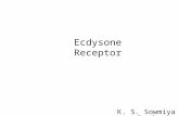 Ecdysone Receptor