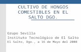 CULTIVO DE HONGOS COMESTIBLES EN EL SALTO DGO. Grupo Sevilla Instituto Tecnológico de El Salto El Salto, Dgo., a 16 de Mayo del 2008.