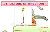 Knee Structure Ppt