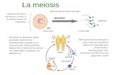 La meiosis MEIOSIS 2n n n n n haploides Por meiosis se dividen las células germinales (madres) de los espermatozoides (situadas en los testículos) y las.