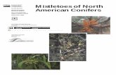 Mistletoes of NA Conifers_rmrs_gtr098