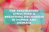 The Respiratory Structure & Breathing Mechanism in Human