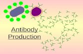 Antibody Production The blood contains two types of white blood cell or leucocyte Phagocytes (macrophages) ingest bacteria by endocytosis Lymphocytes.