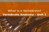 What is a Vertebrate? Vertebrate Anatomy – Unit 1.