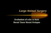 Large Animal Surgery Evaluation of colic in foals Rectal Tears/ Rectal Prolapse.