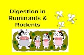 Digestion in Ruminants & Rodents. Ruminants Herbivore mammals Eg. Cow, goat, giraffe, deer Feed on plant - cellulose.