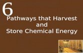 Pathways that Harvest and Store Chemical Energy 6.
