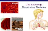AP Biology 2008-2009 gills alveoli elephant seals Gas Exchange Respiratory Systems.