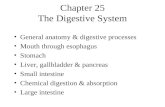 Chapter 25 The Digestive System General anatomy & digestive processes Mouth through esophagus Stomach Liver, gallbladder & pancreas Small intestine Chemical.