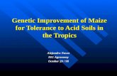 Genetic Improvement of Maize for Tolerance to Acid Soils in the Tropics Alejandro Navas ISU Agronomy October 29 / 98.