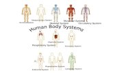 NervousSystem Integumentary System Skeletal System Muscular System Circulatory System Respiratory System Digestive System Excretory System Endocrine System.