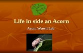 Life in side an Acorn Acorn Weevil Lab. Life inside an acorn What do you know about oak trees& acorns? What do you know about oak trees& acorns? There.