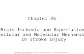 1 Chapter 35 Brain Ischemia and Reperfusion: Cellular and Molecular Mechanisms in Stroke Injury Copyright © 2012, American Society for Neurochemistry.