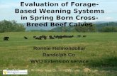 Evaluation of Forage-Based Weaning Systems in Spring Born Cross-Breed Beef Calves Ronnie Helmondollar Randolph Co WVU Extension service.