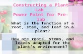 Constructing a Plant Lab Power Point for Pre-lab What is the function of a root, stem, and leaf in a plant? How are roots, stems, and leaves adapted for.