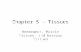 Chapter 5 - Tissues Membranes, Muscle Tissues, and Nervous Tissues.