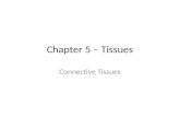 Chapter 5 – Tissues Connective Tissues. General Characteristics of Connective Tissue Most abundant type of tissue by weight. Bind structures, provide.