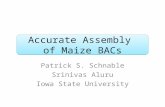 Accurate Assembly of Maize BACs Patrick S. Schnable Srinivas Aluru Iowa State University.