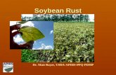 Soybean Rust Dr. Matt Royer, USDA-APHIS-PPQ-PDMP.